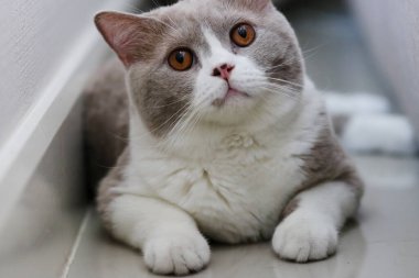 Cute British Shorthair cat, indoor shot. looking at the camera.