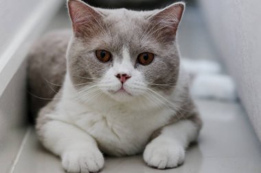 Cute British Shorthair cat, indoor shot. looking at the camera.