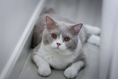 Cute British Shorthair cat, indoor shot. looking at the camera.