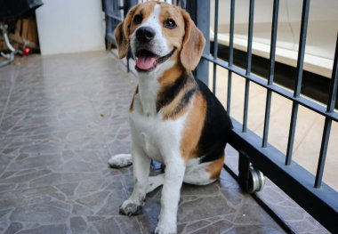 Puppy that just played in the mud. Sit with dirty paws in front of a terrace and waits to enter the house.