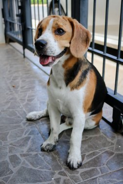 Puppy that just played in the mud. Sit with dirty paws in front of a terrace and waits to enter the house.