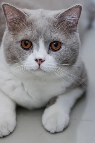 Cute British Shorthair Cat Indoor Shot Looking Camera — Stockfoto