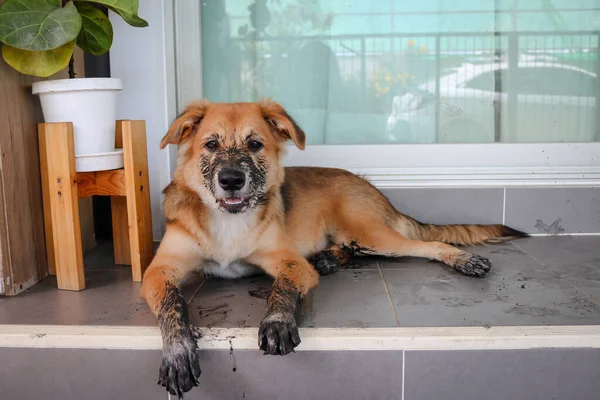 A young dog sit with dirty paws in front of a terrace and waits to enter the house.