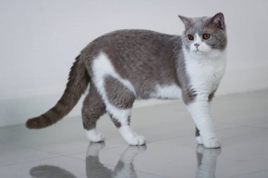 Tatlı İngiliz Shortair kedisi kameraya bakıyor. Tetikte olun. Tam vücut. Beyaz arka plan. İngiliz Shorthair kedisi.