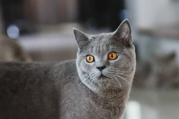 Γλυκιά Βρετανίδα Κοντή Γάτα Που Κοιτάει Την Κάμερα Μόνιμος Συναγερμός — Φωτογραφία Αρχείου