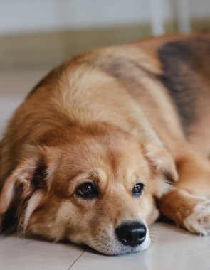 Katlanmış kulaklı melez bir köpek. Çok güzel. Şirin köpek. parlak gülümseme.