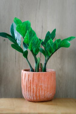 Zamioculcas zamifolia-dolar ağacı. Zanzibar Mücevheri Ağacın adı hayırlı. Evinizi ve ofisinizi dekore etmek için uygun..
