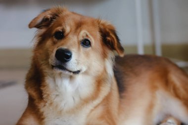 Katlanmış kulaklı melez bir köpek. Çok güzel. Şirin köpek. Sersemlemiş.