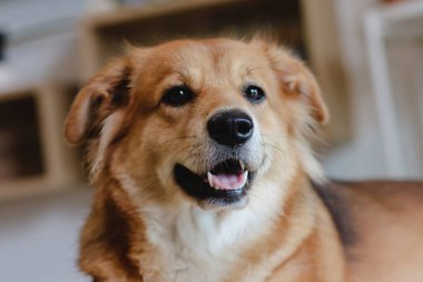 Katlanmış kulaklı melez bir köpek. Çok güzel. Şirin köpek. parlak gülümseme.