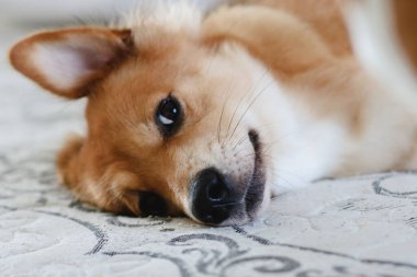 Yumuşak odaklanma. Beyaz yatakta güzel bir yavru köpek. Yavru hayvanlar.