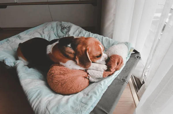 ビーグル子犬はベッドの上で人形をかむ かわいいビーグル犬 人形と一緒に寝てるビーグル — ストック写真