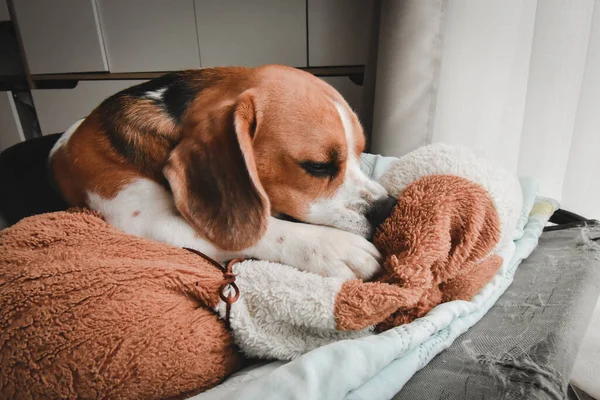 Beagle puppy bite dolls on a bed. Cute Beagle dog . sleeping beagle with dolls.