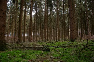 Alman kozalaklı ormanının manzarası.