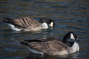 Moselle 'de iki Kanada kazı yüzüyor.