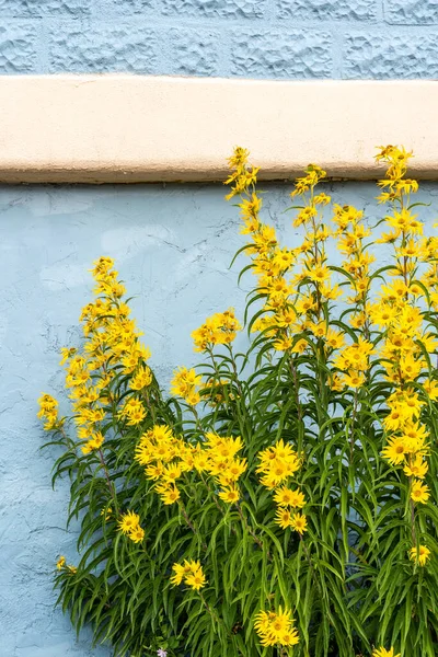 New Mexico Ayçiçeği veya Maximilian Daisy, Helianthus maximilliani, mavi boyalı bir duvara karşı