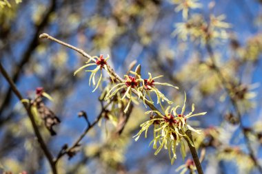 Sarı, çiçekli, fındık ağacı ya da hamamelis x intermedya gibi bir dalın seçici odak noktası.