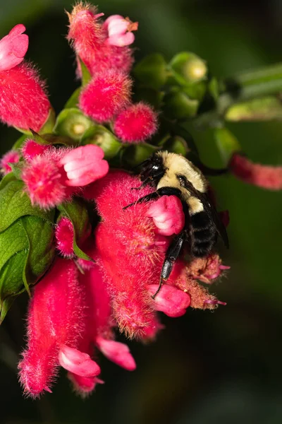 Fuzzy Black Yellow Bumblebee Fuzzy Bright Pink Flower — Stock Photo, Image