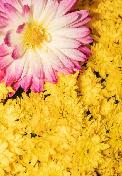 Leuchtend Rosa Weiße Und Gelbe Chrysanthemen Auf Einem Hintergrund Aus — Stockfoto