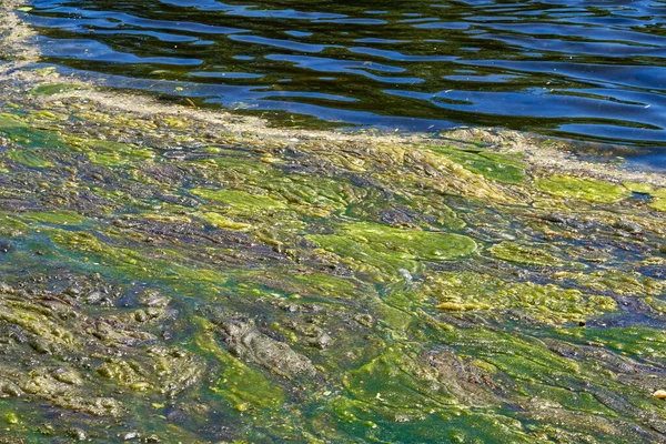 Яркий Синий Зеленый Фон Водорослей Поверхности Озера — стоковое фото