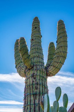 Saguaro kaktüsleri parlak mavi gökyüzü ile çevrili renkli yılbaşı ışıklarıyla aydınlandı.
