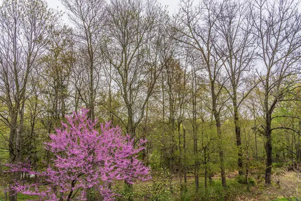 木々の上に新しい葉が芽吹き枝が鮮やかなピンク色の花を咲かせ — ストック写真
