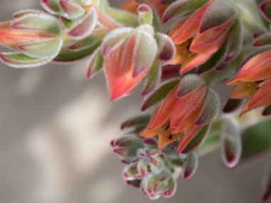 Kırmızı Echeveria sulu çiçekleri ve mor uçlu açık yeşil yapraklar kıllıdır. fotoğrafta metin için yer var