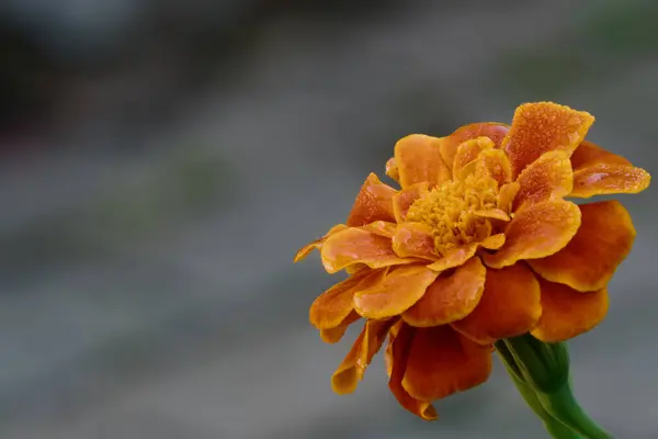 Mokry Pomarańczowy Marigold Cętkowany Szary Tło Kopia Przestrzeń — Zdjęcie stockowe