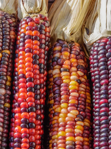 Pozadí Barevné Indické Kukuřice Podzimních Odstínech Červené Žluté Oranžové — Stock fotografie