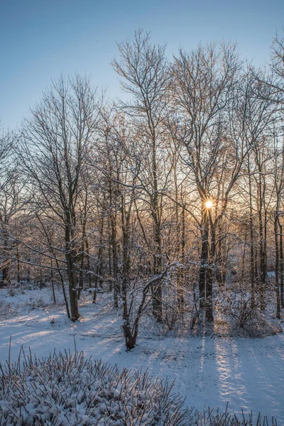 Amanecer Sol Estalló Través Los Bosques Invierno Con Nieve Suelo — Foto de Stock