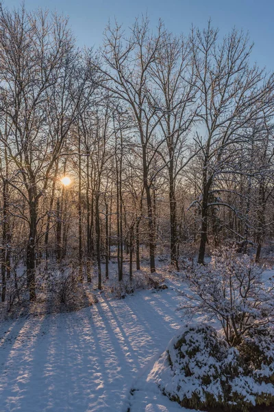 Inverno Nascer Sol Através Floresta Com Neve Chão — Fotografia de Stock