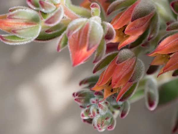 Les Fleurs Succulentes Echeveria Rouge Les Feuilles Vert Clair Aux — Photo