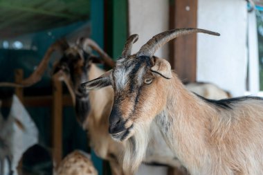 Boynuzlu küçük bir keçi. Özne arka plandaki diğer hayvanlarla odaklanıyor.
