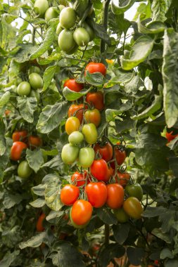 Bir demet organik olgun ve olgunlaşmamış domates.