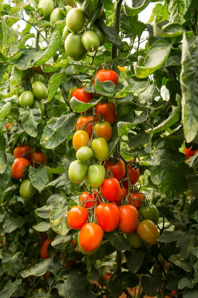 Bos Van Biologische Rijpe Onrijpe Tomaten Plantage — Stockfoto
