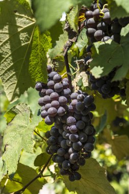 Üzüm bağlarında salkım salkım dizili meyveler,