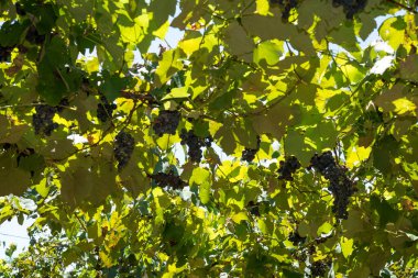 Üzüm bağlarında salkım salkım dizili meyveler,