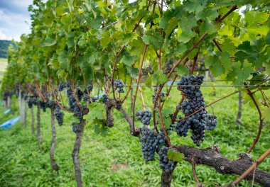 Üzüm bağlarında salkım salkım dizili meyveler,