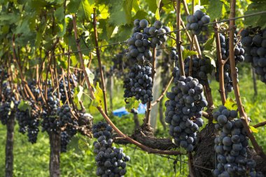 Üzüm bağlarında salkım salkım dizili meyveler,