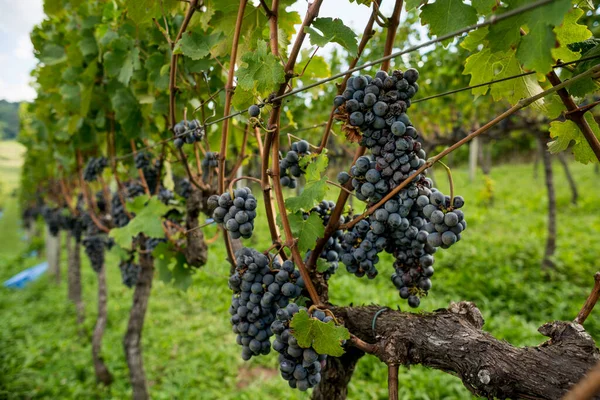 Cachos Uvas Vinha Prontos Para Serem Colhidos — Fotografia de Stock