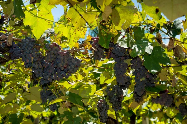 Grona Winogron Winnicy Gotowe Zbioru — Zdjęcie stockowe