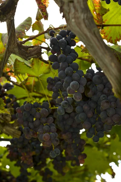 Grape Bunches Vineyard Ready Harvested — Stock Photo, Image