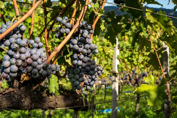 Cachos Uvas Vinha Prontos Para Serem Colhidos — Fotografia de Stock