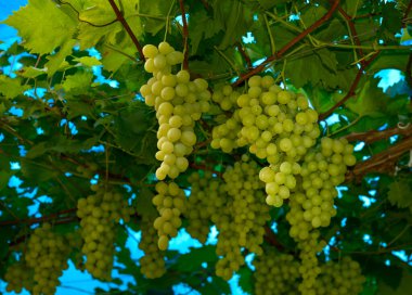 Üzüm bağında toplanmaya hazır yeşil üzüm demetleri mavi arka planda toplanmaya hazır