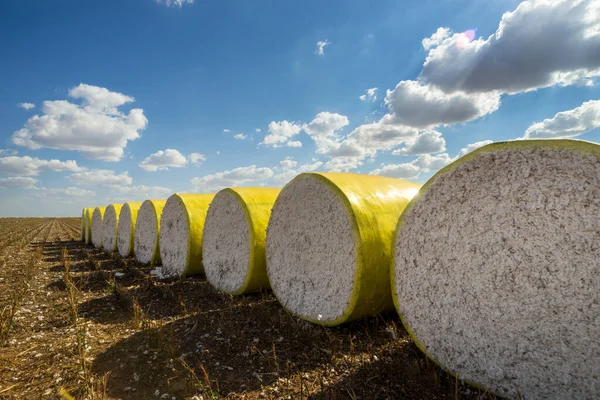 Sarı plastiğe sarılı yuvarlak pamuk balyaları güneşli bir günde tarlada bulutlarla oturuyor.