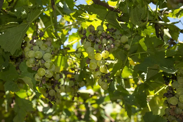 Grappes Raisin Vert Dans Vignoble Prêt Être Récolté — Photo