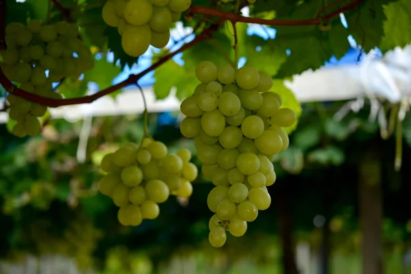 Grappes Raisin Vert Dans Vignoble Prêt Être Récolté — Photo