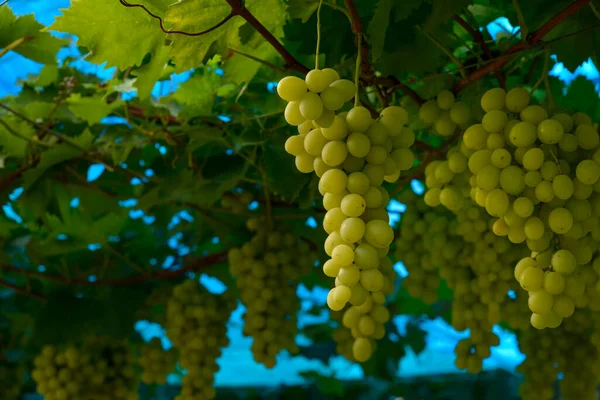 Grappes Raisin Vert Dans Vignoble Prêt Être Récolté Fond Bleu — Photo