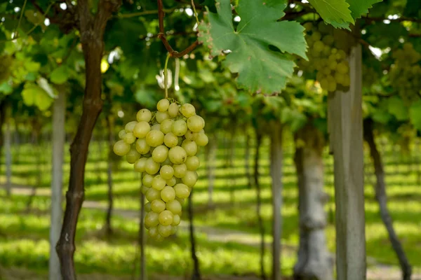 Cachos Uva Verde Vinha Prontos Para Serem Colhidos — Fotografia de Stock