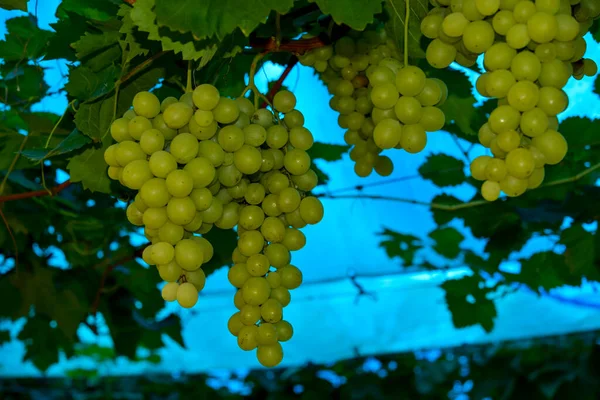 Pęczki Zielonych Winogron Winnicy Gotowe Zbioru Niebieskim Tle — Zdjęcie stockowe