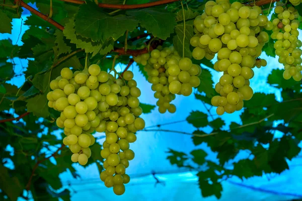 Pęczki Zielonych Winogron Winnicy Gotowe Zbioru Niebieskim Tle — Zdjęcie stockowe